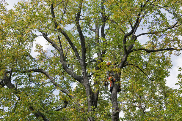 Best Tree Cabling and Bracing  in Trenton, IL